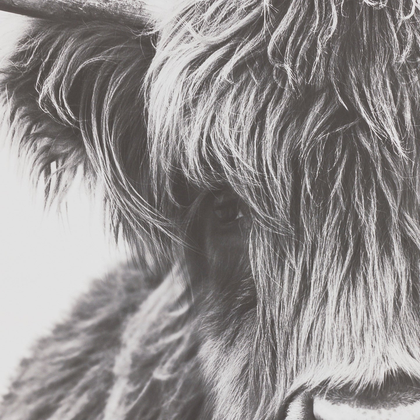 Illustration imprimée de vache des Highlands